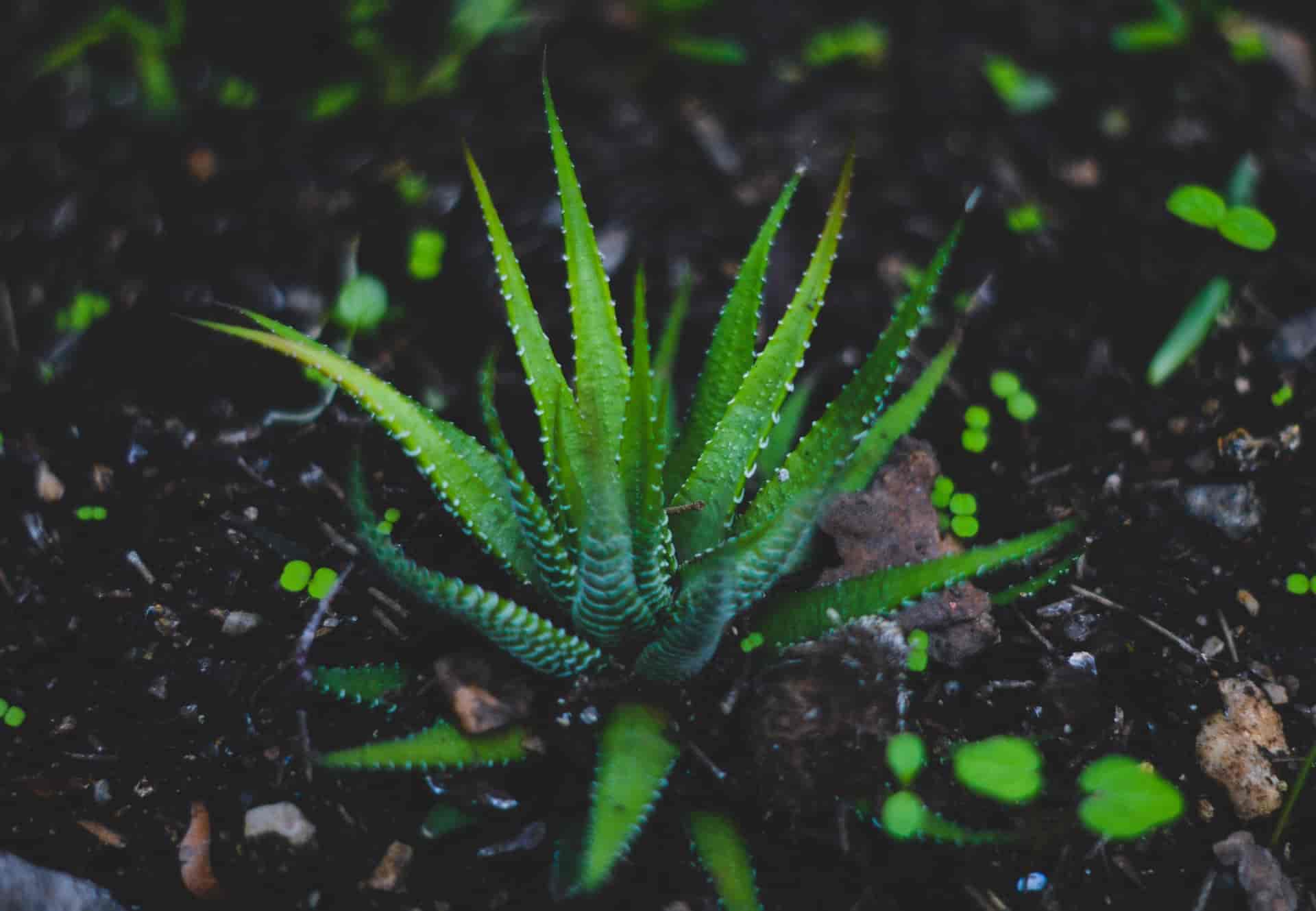 Aloe Vera Plant Root Rot : Causes & Solutions