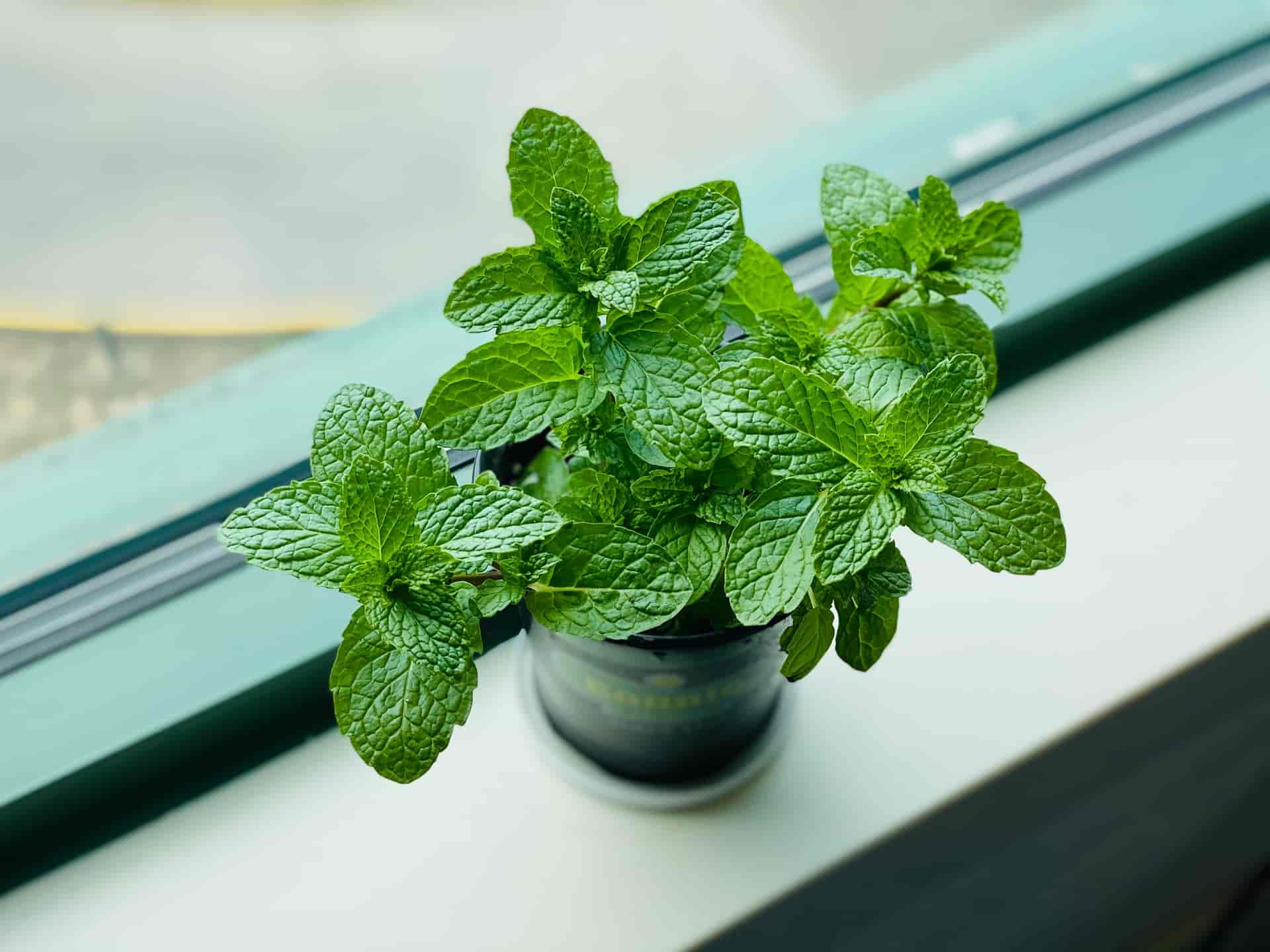 White Spots On Mint Leaves: Reasons & How To Fix It