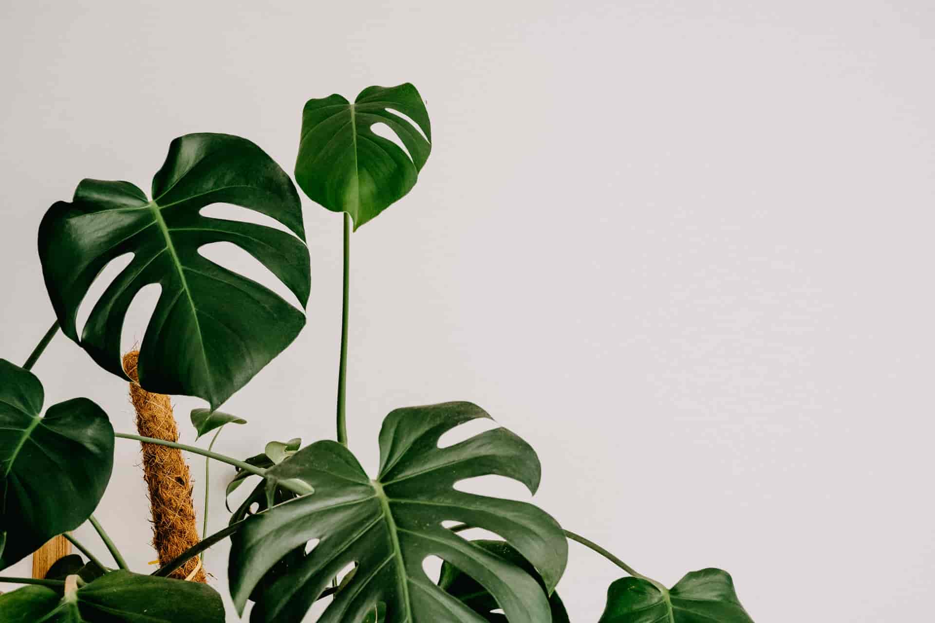 Why Is My Monstera Turning Yellow? [ Reasons & How To Fix It ]