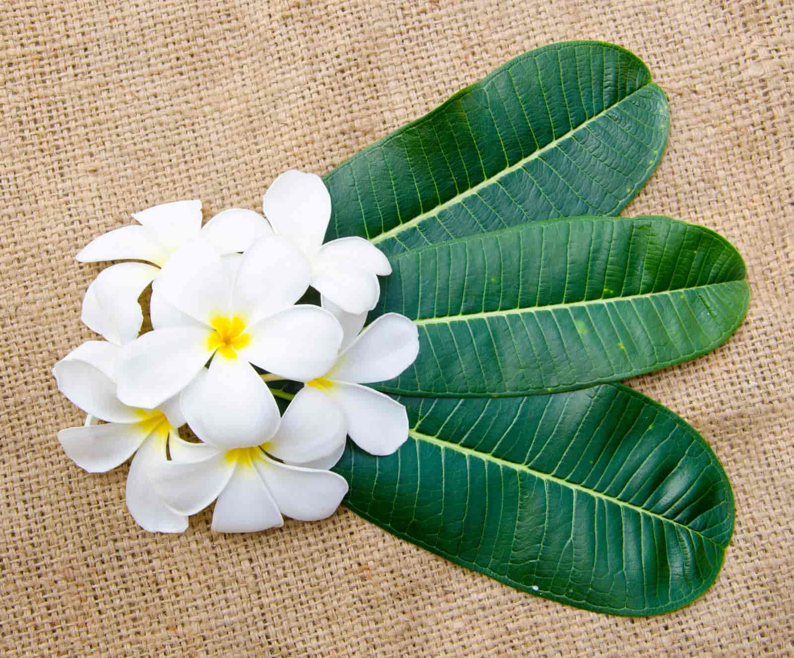 White Spots On Plumeria Leaves : Reasons & How To Fix It