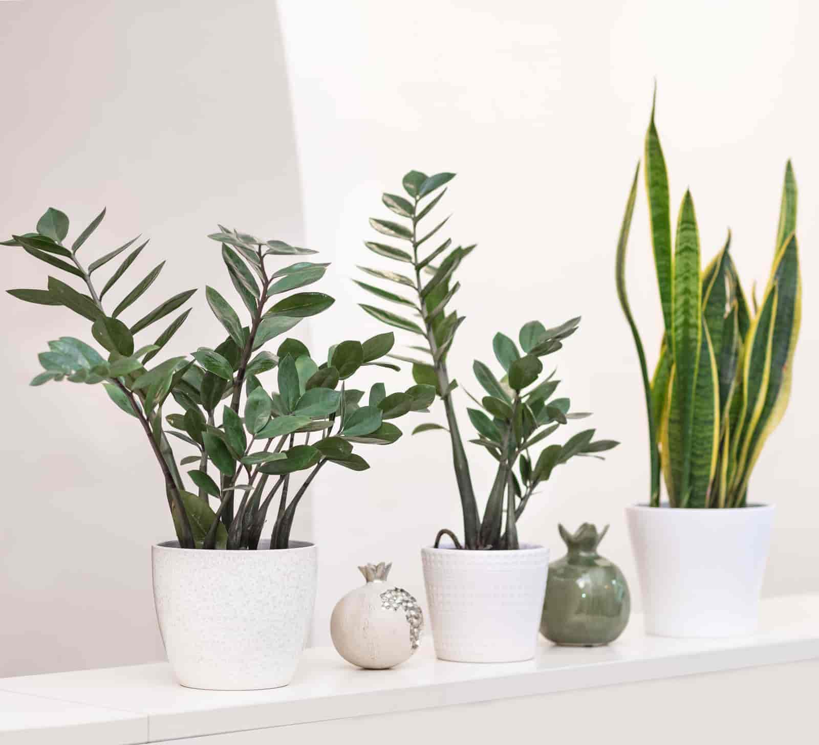 How To Repot A Zz Plant : [ A Step By Step Guide ]