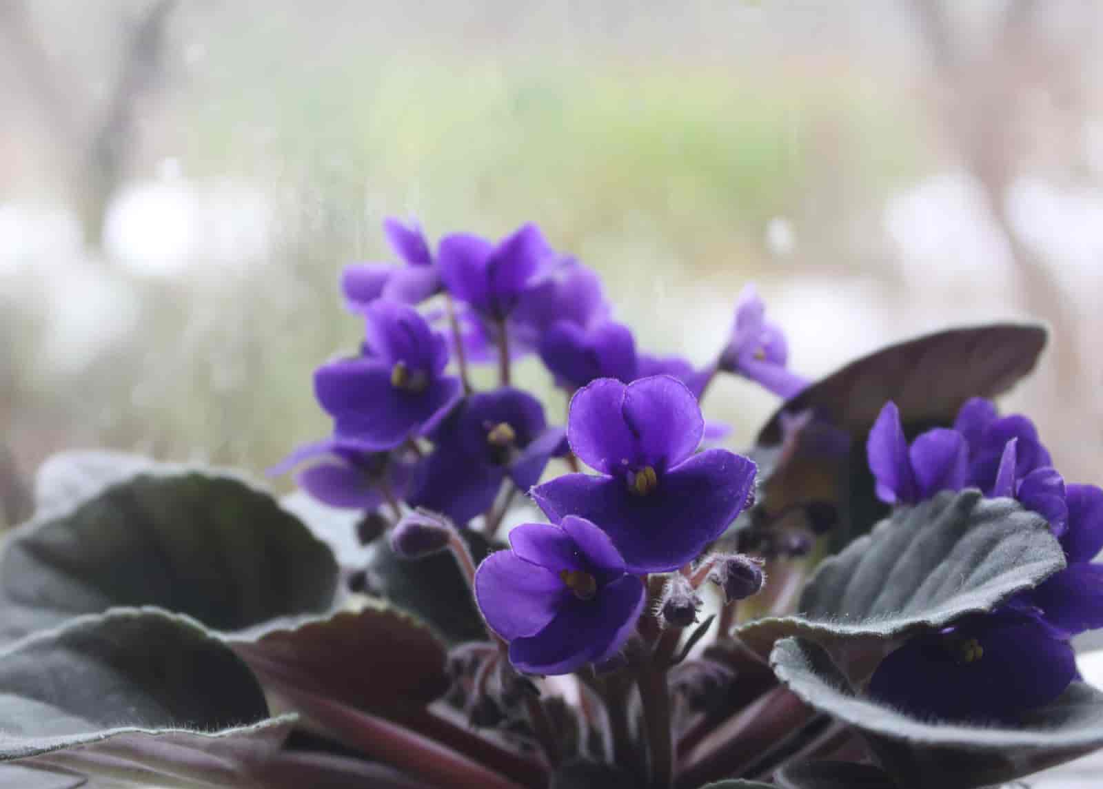 Are African Violets Poisonous to Cats? [ Know The Answer ]