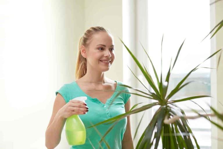 how to clean house plant leaves