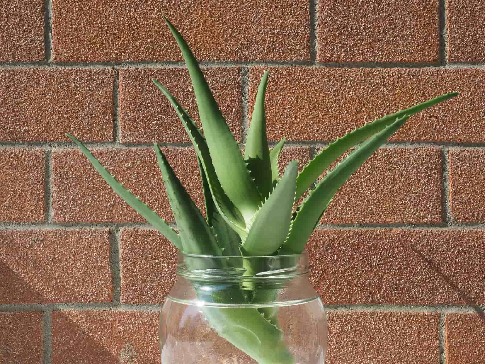 How To Plant Aloe Vera Without Roots  [ Step By Step Process ]