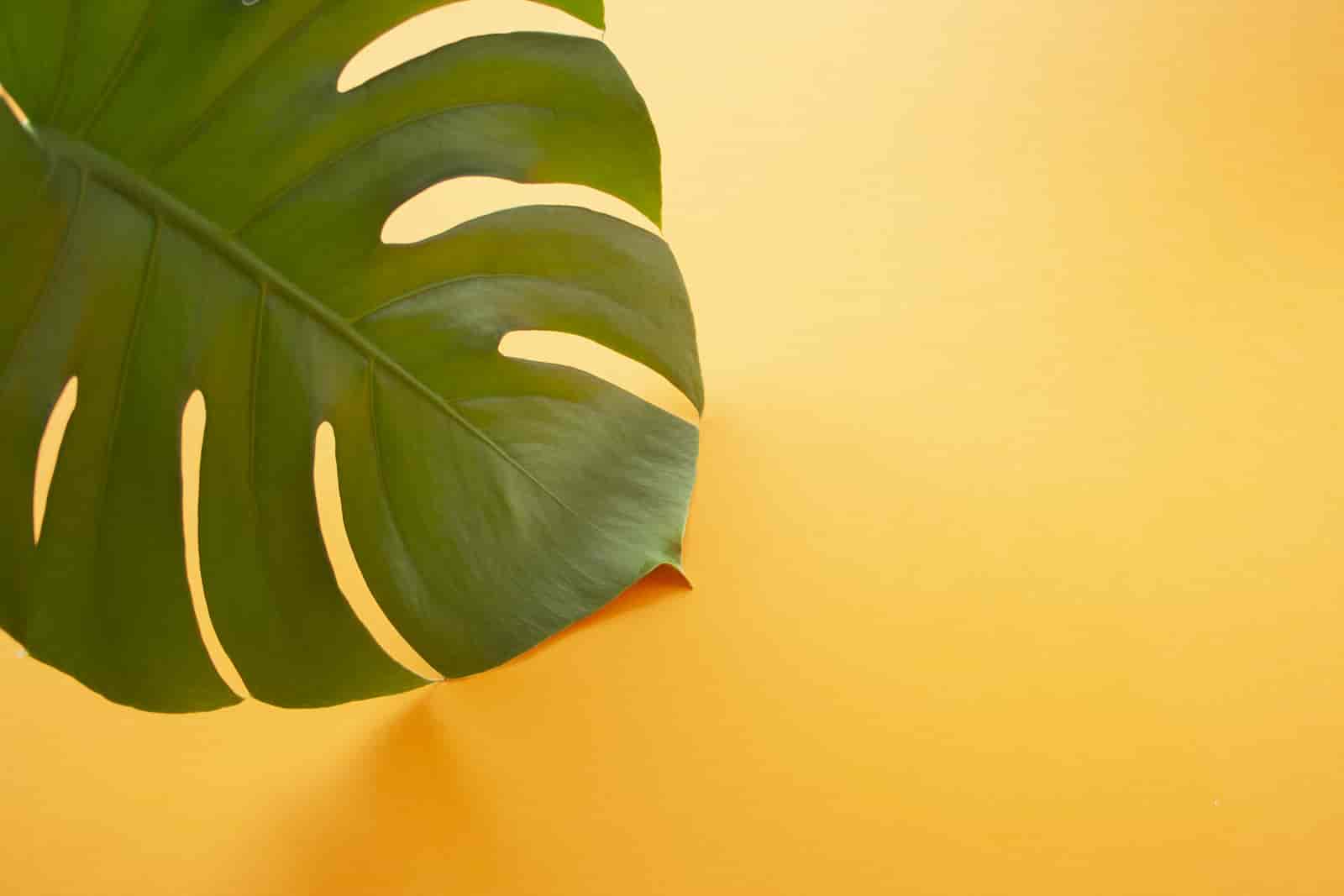 Are Monstera Plants Toxic To Birds? [ Here’s The Truth ]