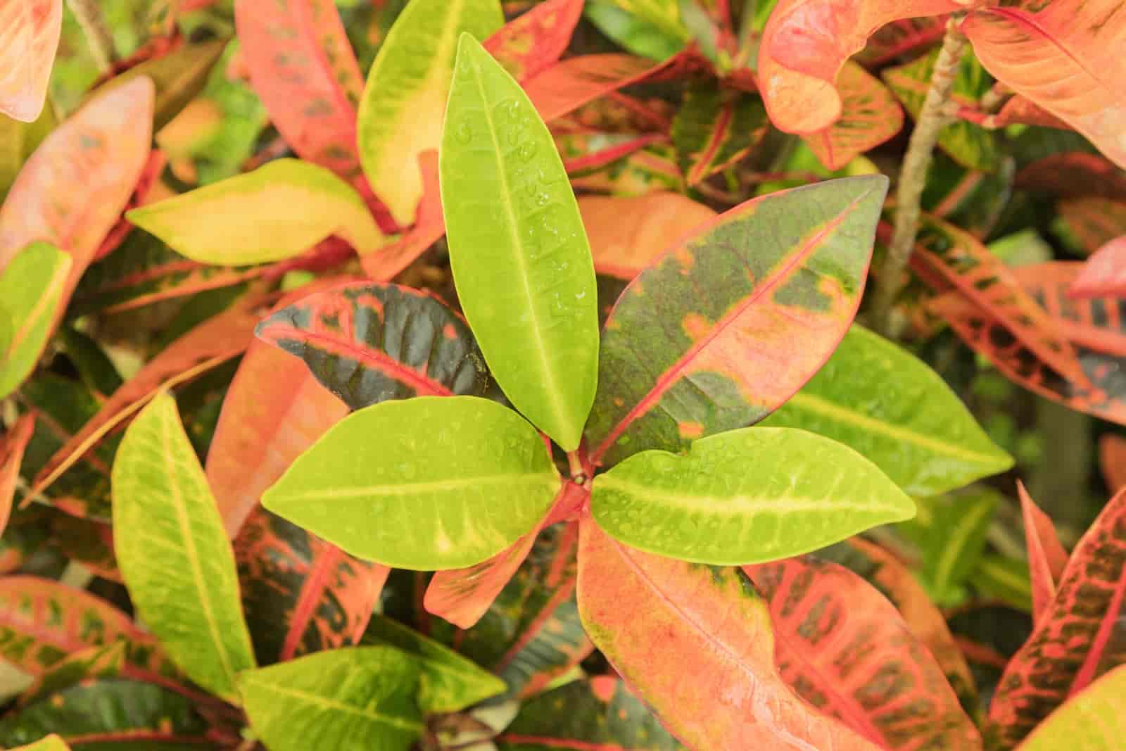 Can Croton Tolerate Full Sun? [ Here’s The Answer ]