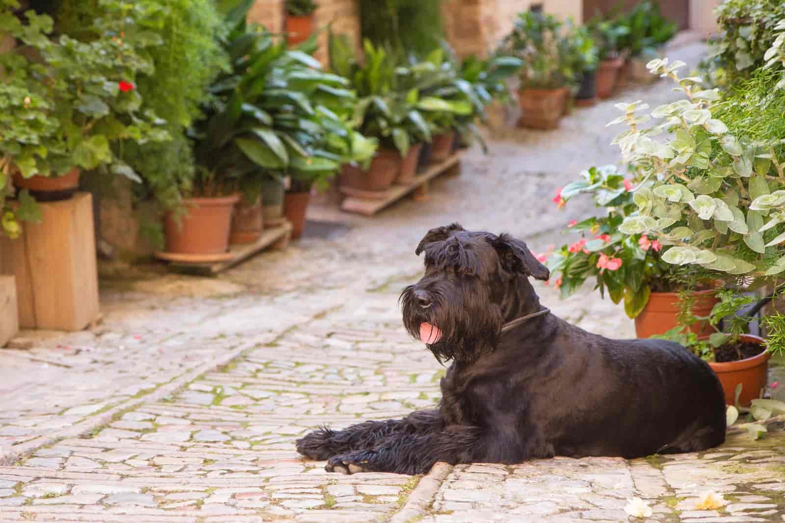 what plants are most poisonous to dogs