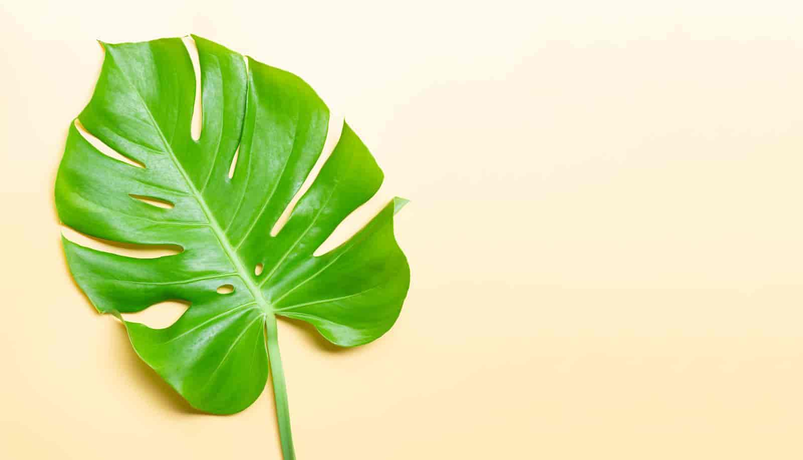 Are Monstera Plants Lucky? [ Here’s The Answer ]