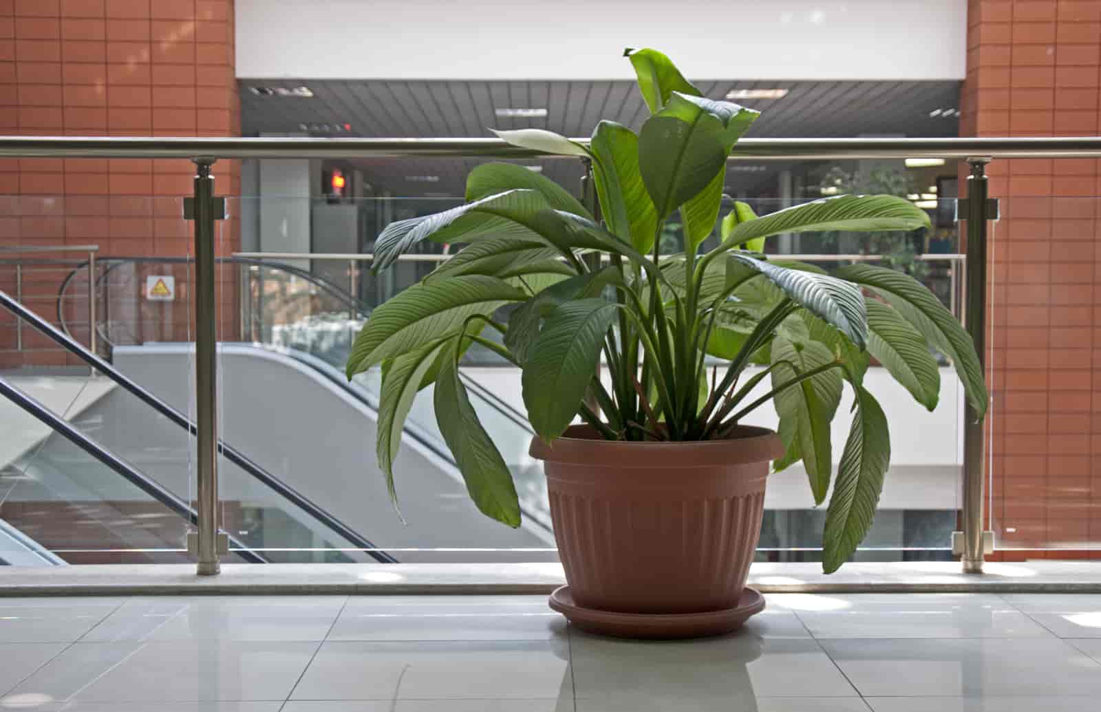 plants for office with no windows