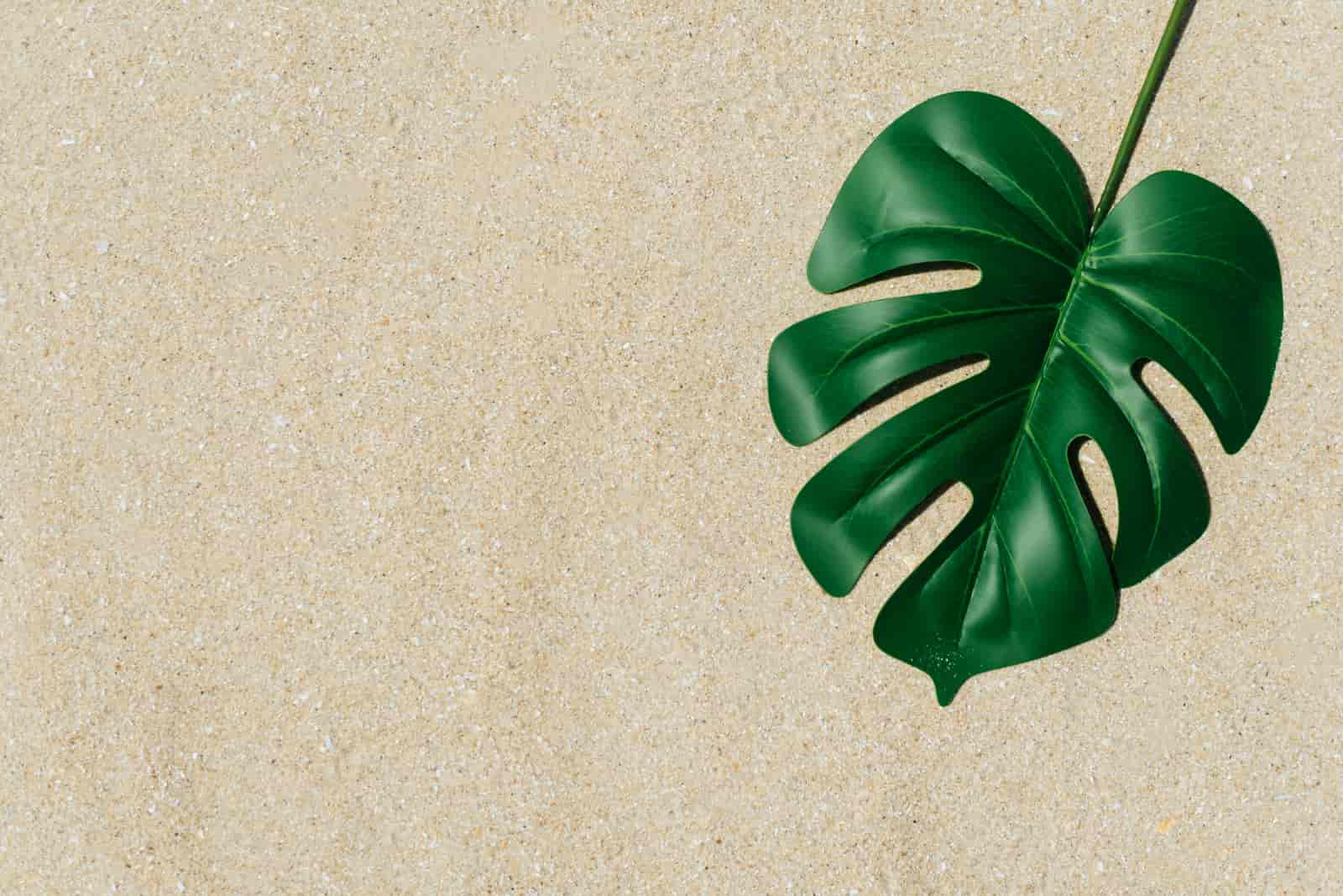 are monstera plants good for bedroom
