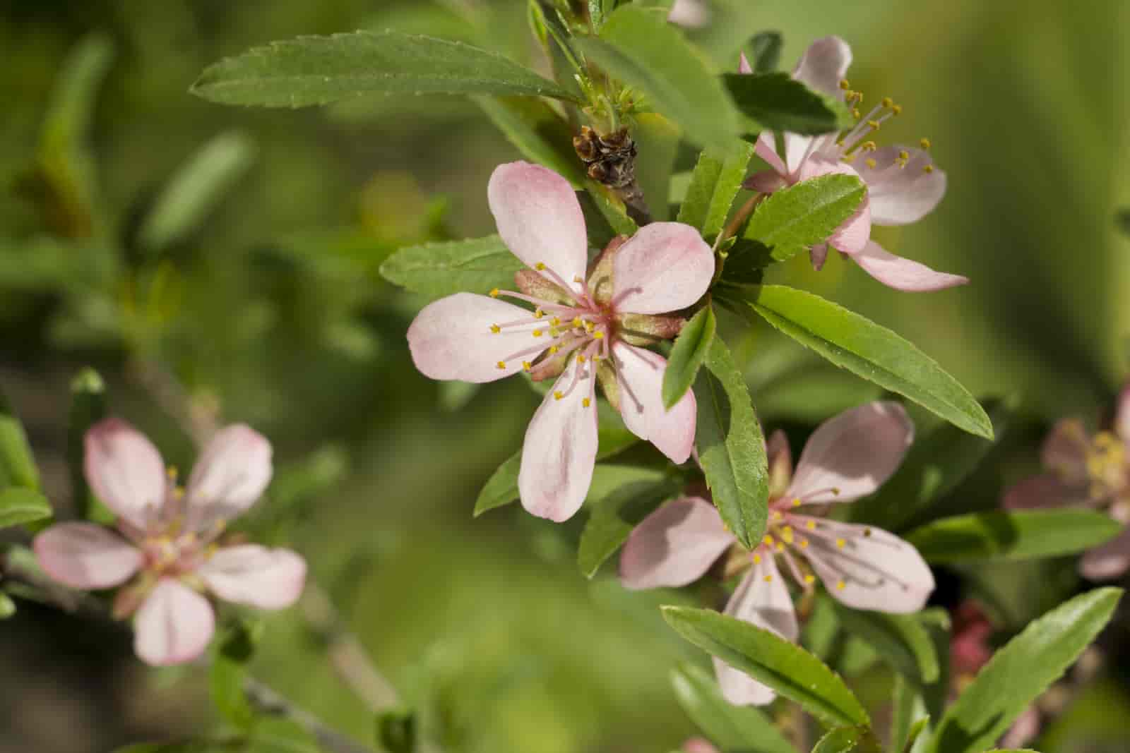 5 Plant That Smells Like Almonds: [ # 2 Is Our Favorite Pick ]