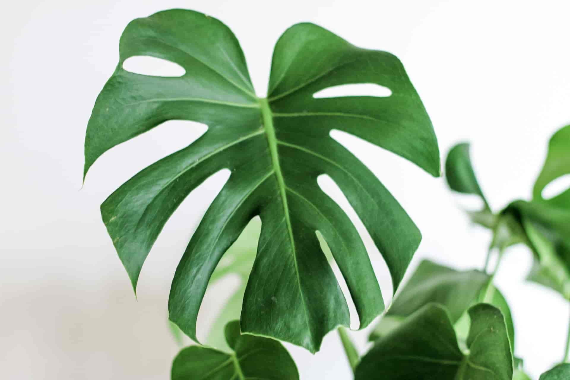 Are Monstera Plants Edible? [ Here’s The Answer ]