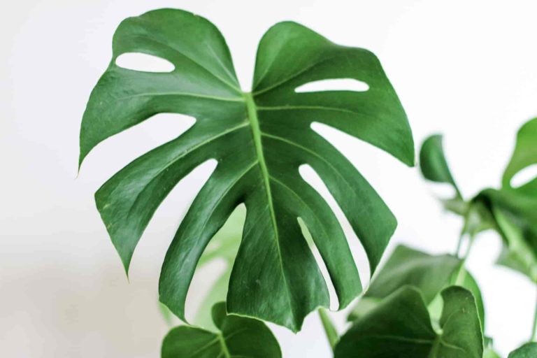 why are monstera plants so popular