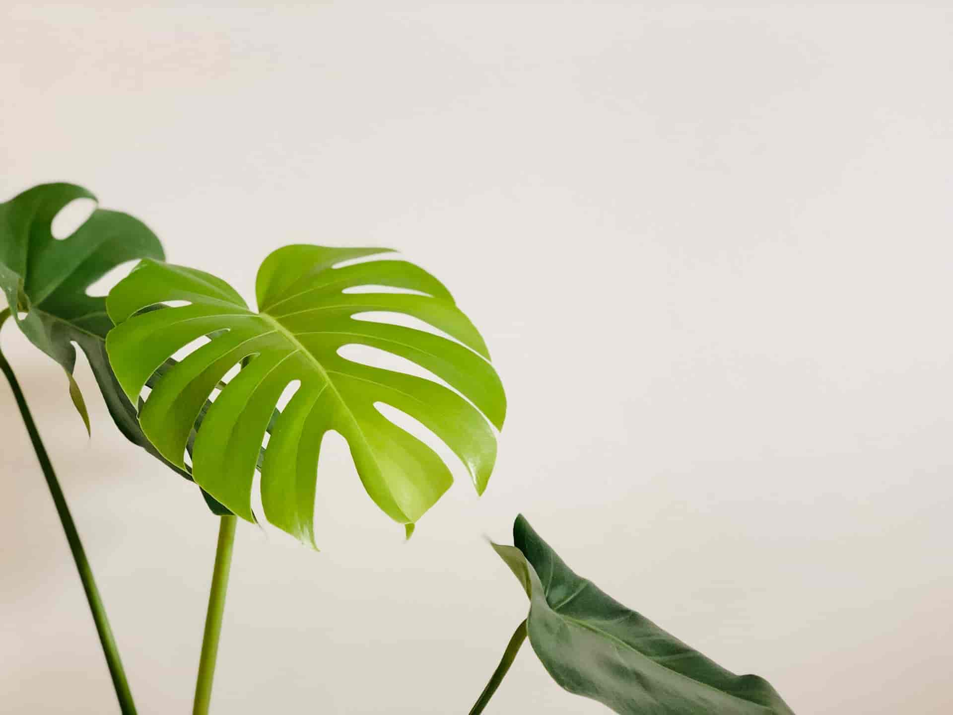 can a monstera plant live outside