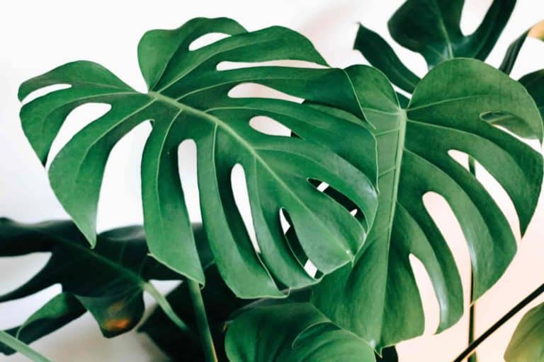 can you trim a monstera plant