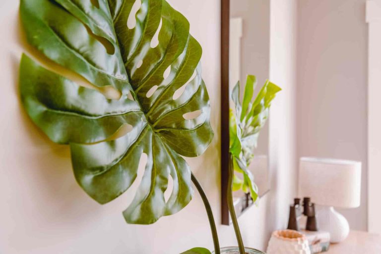 why do monstera plants drip water