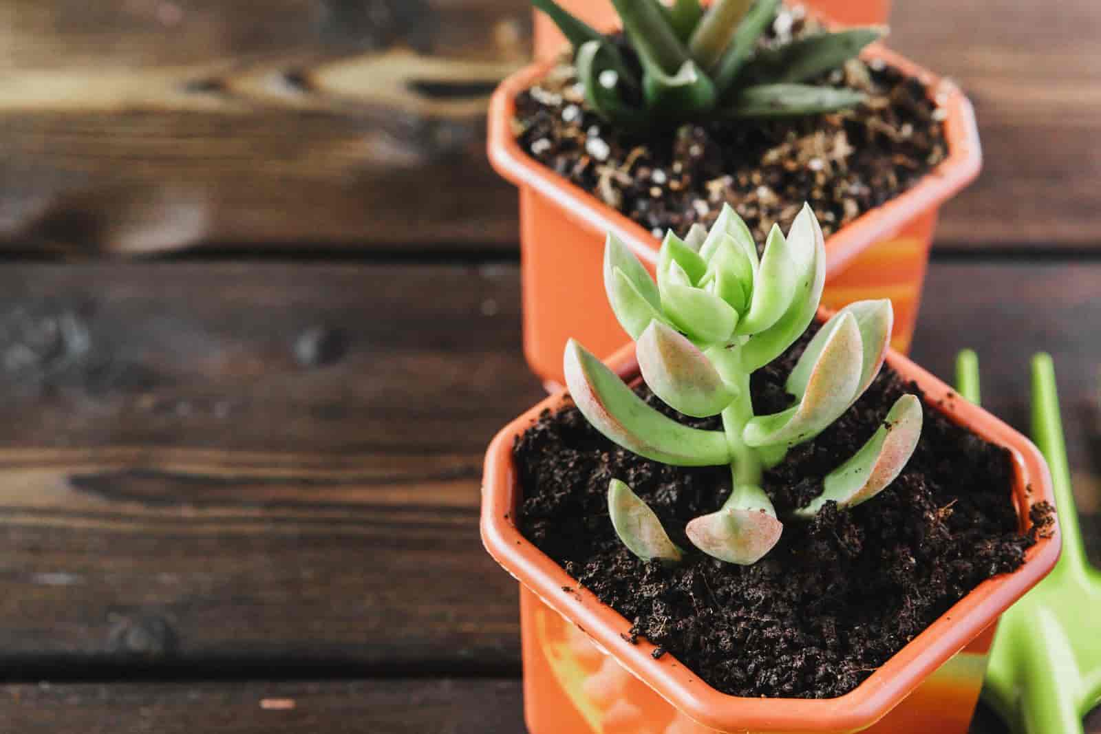 are coffee grounds good for succulents