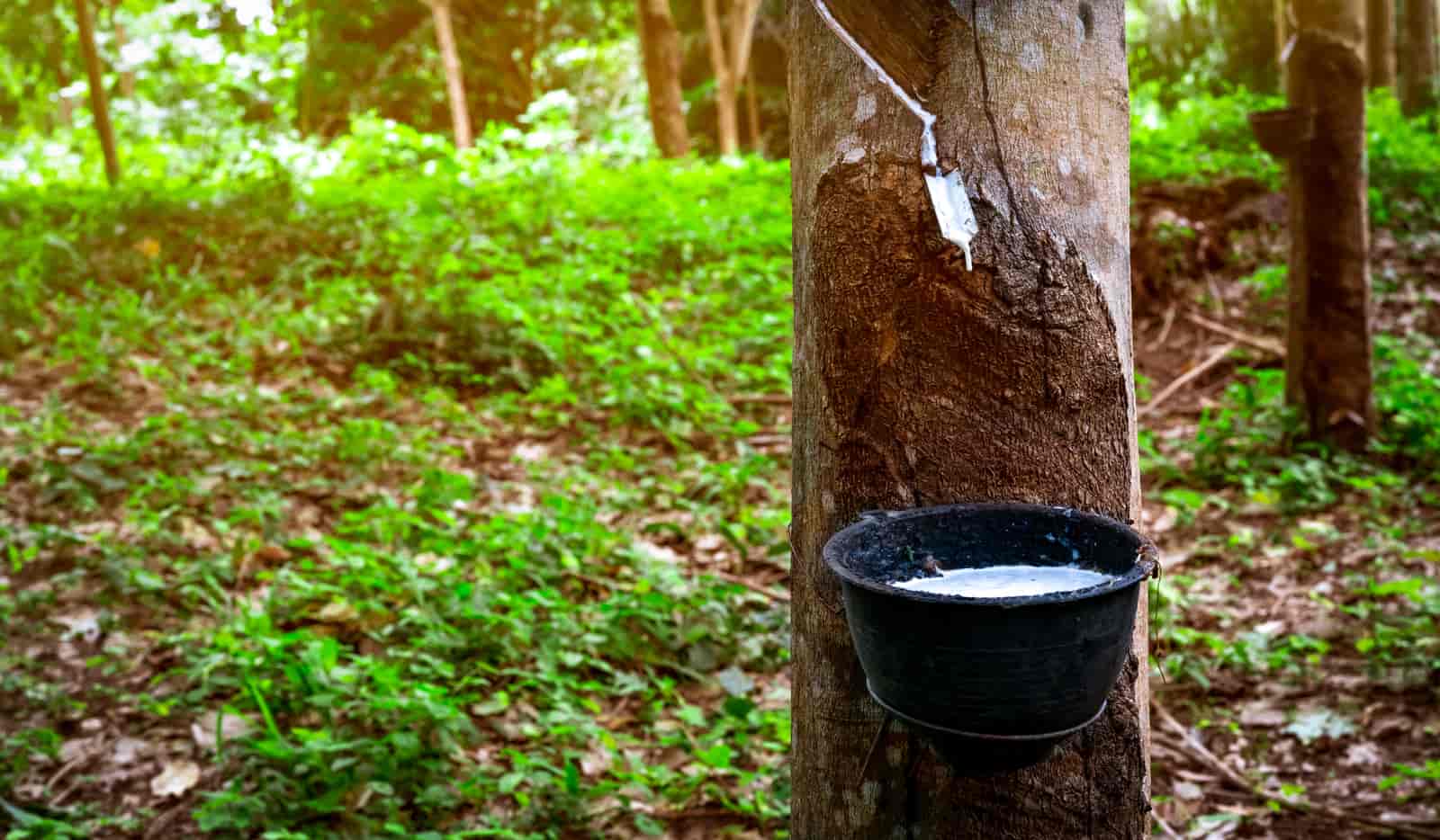 is rubber tree poisonous to pets