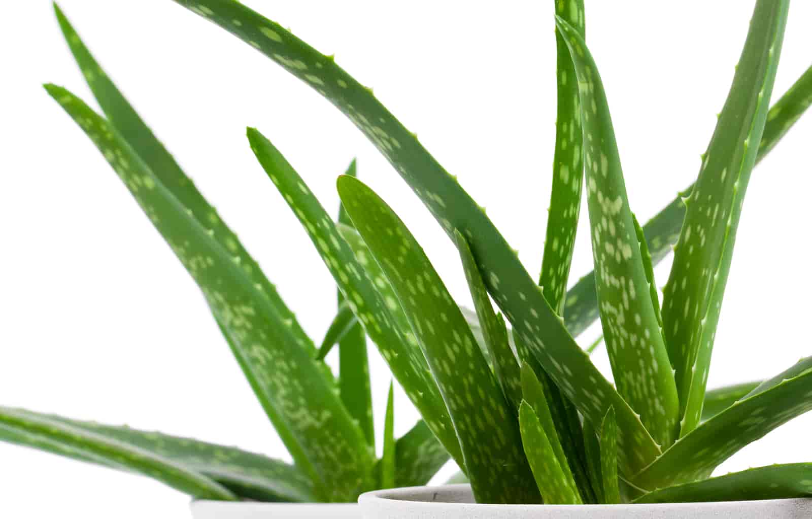 Are Eggshells Good For Aloe Vera Plants? [ Here’s The Answer ]