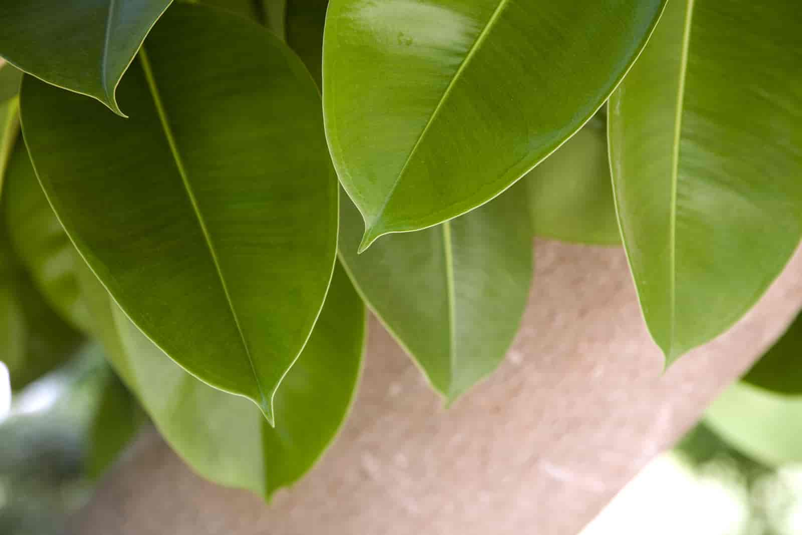 rubber plant leaves drooping