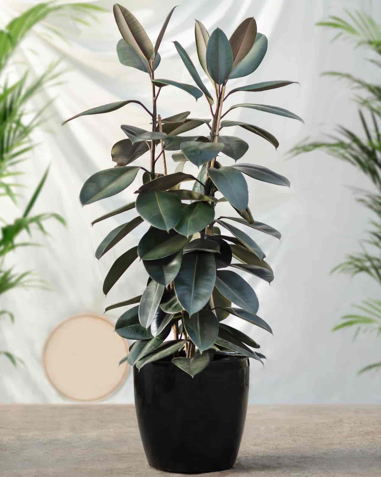 can you propagate rubber plant in water