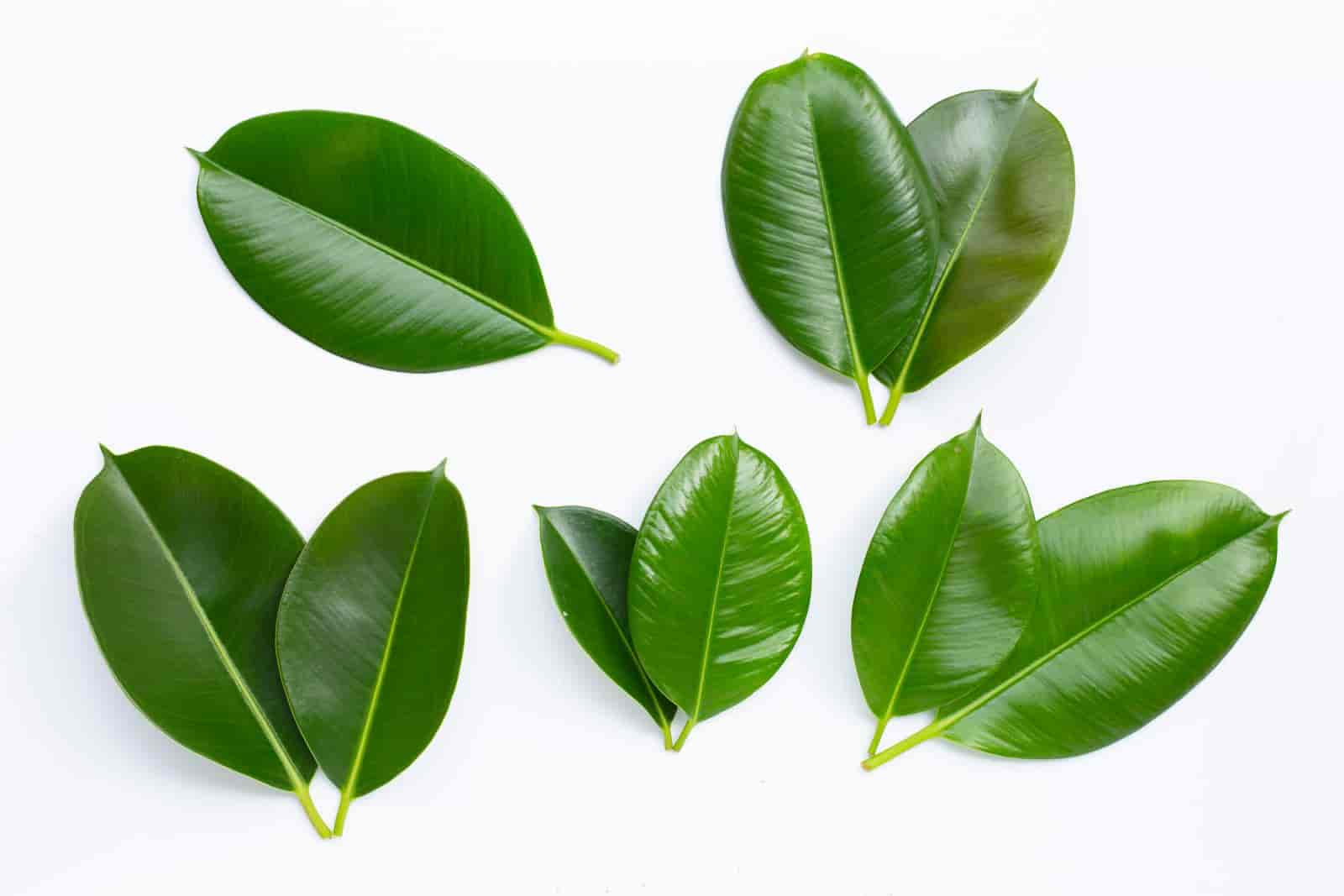 how to clean rubber plant leaves