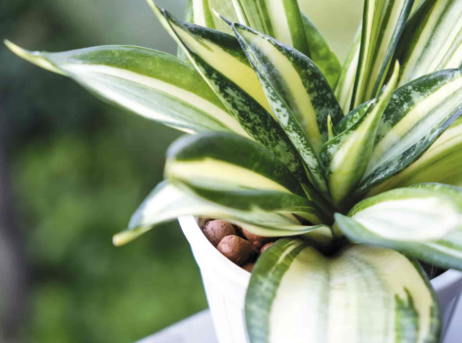 Snake Plant Have Holes In Leaves? [ Here Are Some Reasons ]