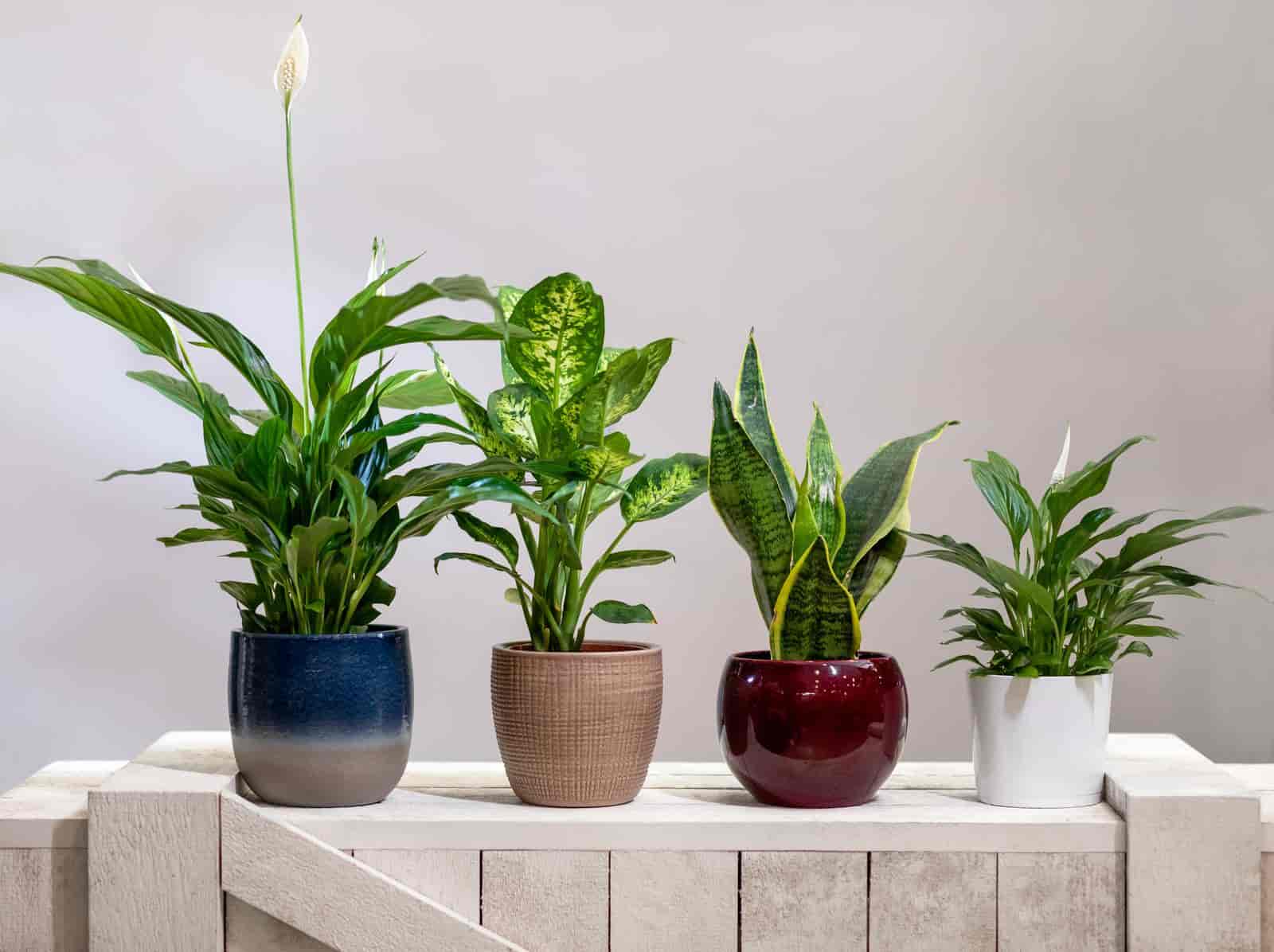 Snake Plant Temperature Range : What’s The Ideal Condition?