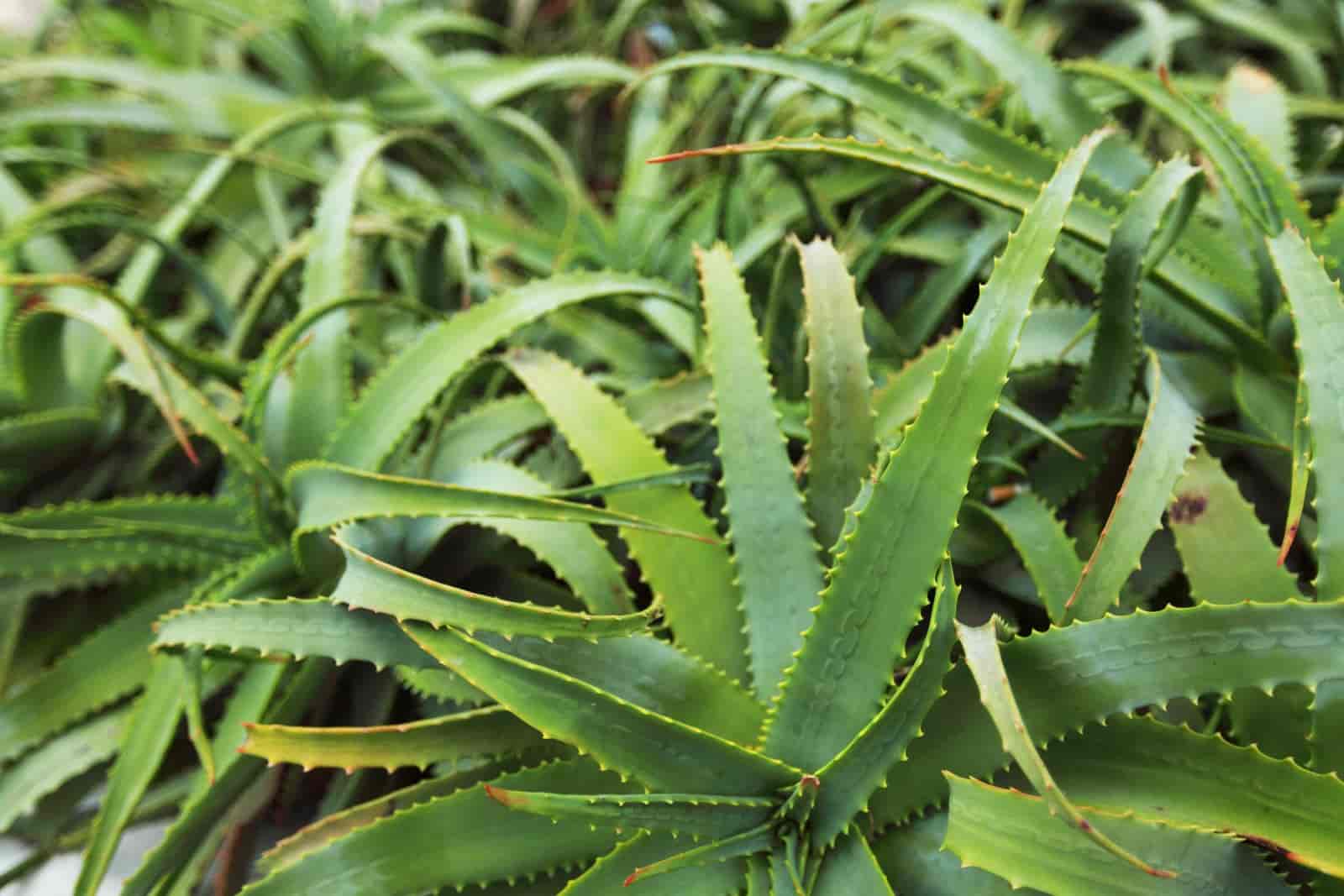 Overwatered Aloe Plant : Signs & Ways To Fix