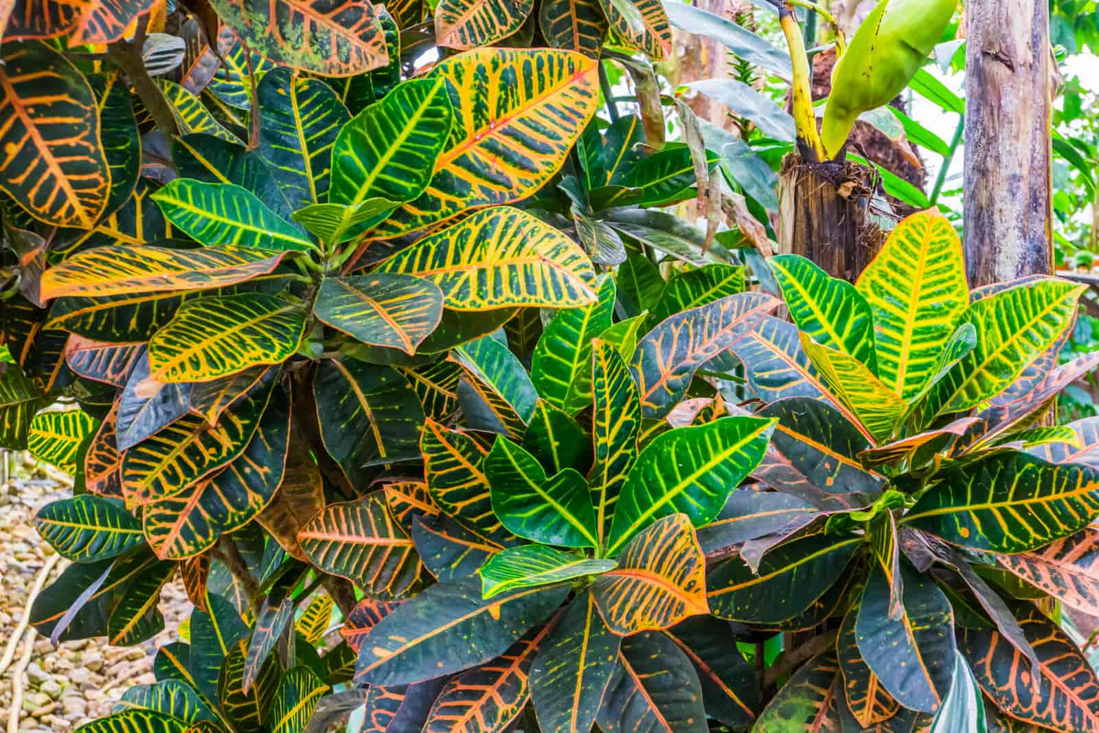 houseplants with colorful leaves