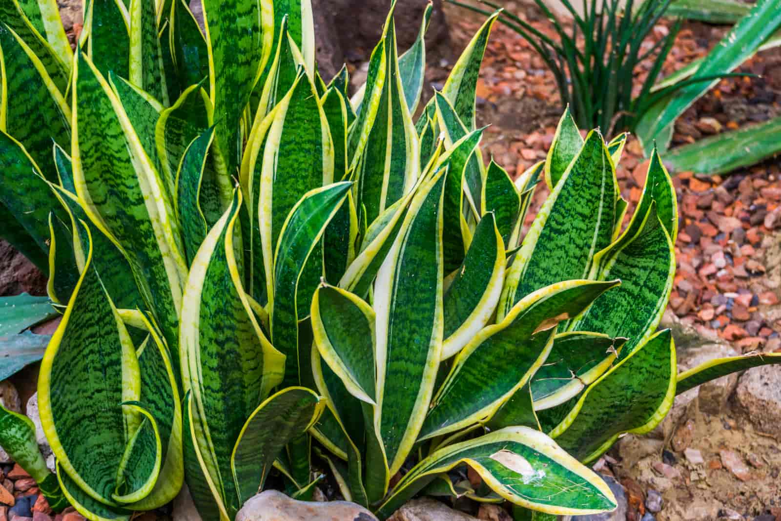 Overwatered Snake Plant : Signs & Ways To Fix