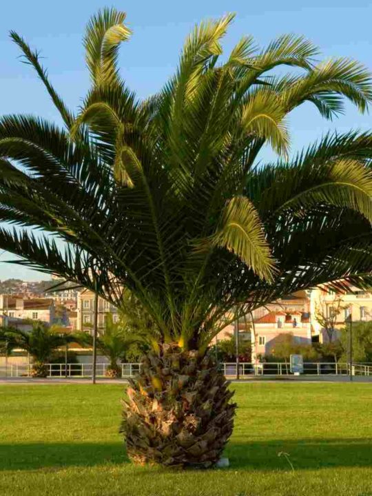 Sylvester Palm Tree Prices: How Much To Pay? [Answered]