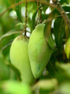 Is Mango A Deciduous Tree
